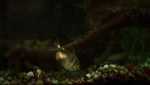 Jak chovat terech doma